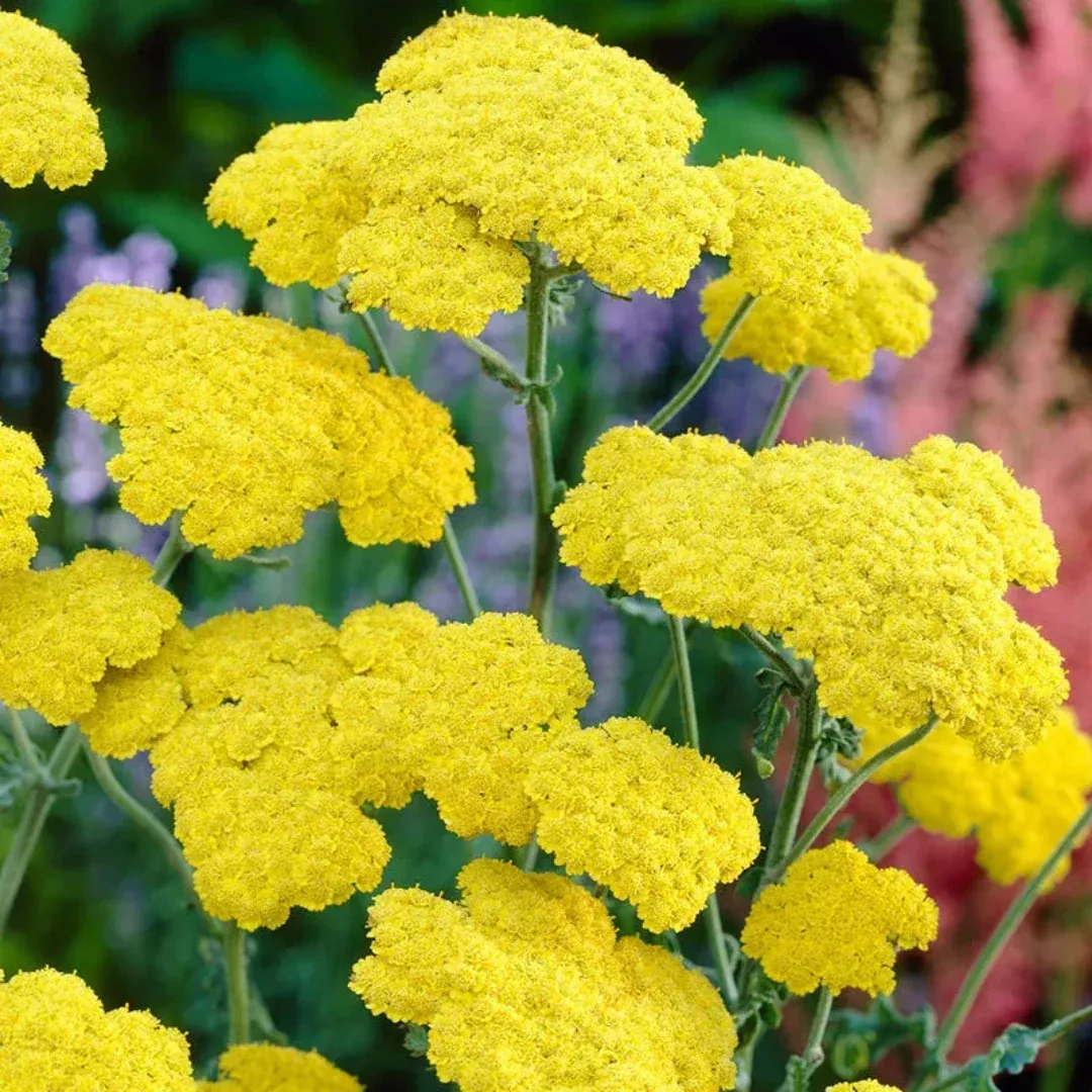 Achillea 'Little Moonshine' | Pixies Gardens