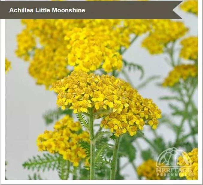 Achillea 'Little Moonshine'