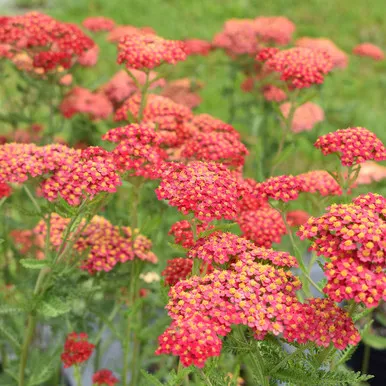 Achillea m. 'Paprika'