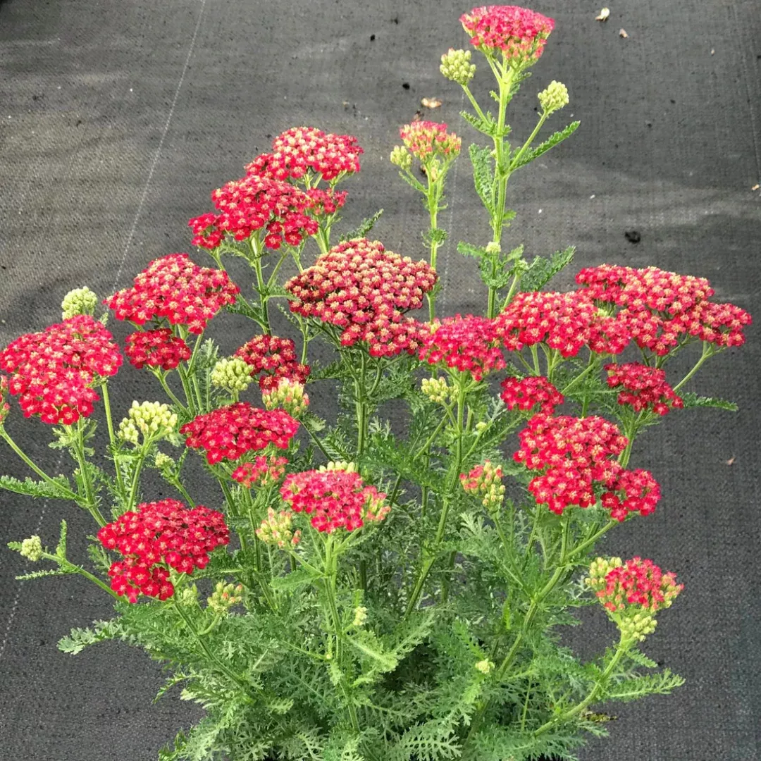 Achillea New Vintage Series 'Red' - [EG]