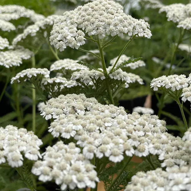 Achillea New Vintage Series 'White' - [EG]