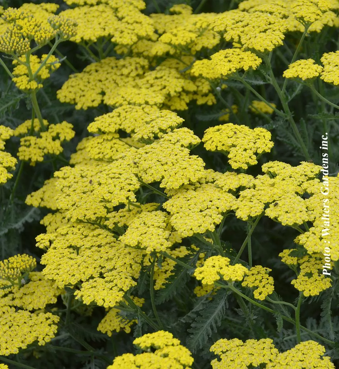 Achillea 'Sassy Summer Lemon'