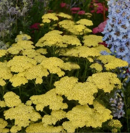 Achillea `Sunny Seduction`