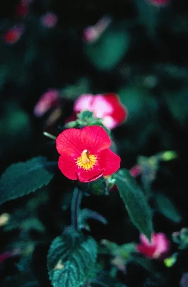 Achimenantha 'Inferno'