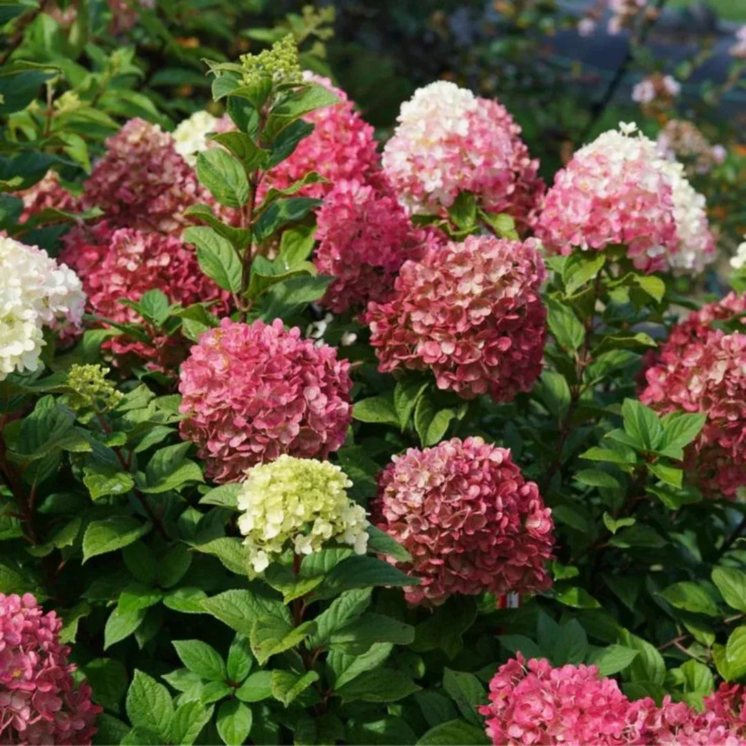 Ada Lynn Hydrangea – Reblooming Pink Red or | Pixies Gardens