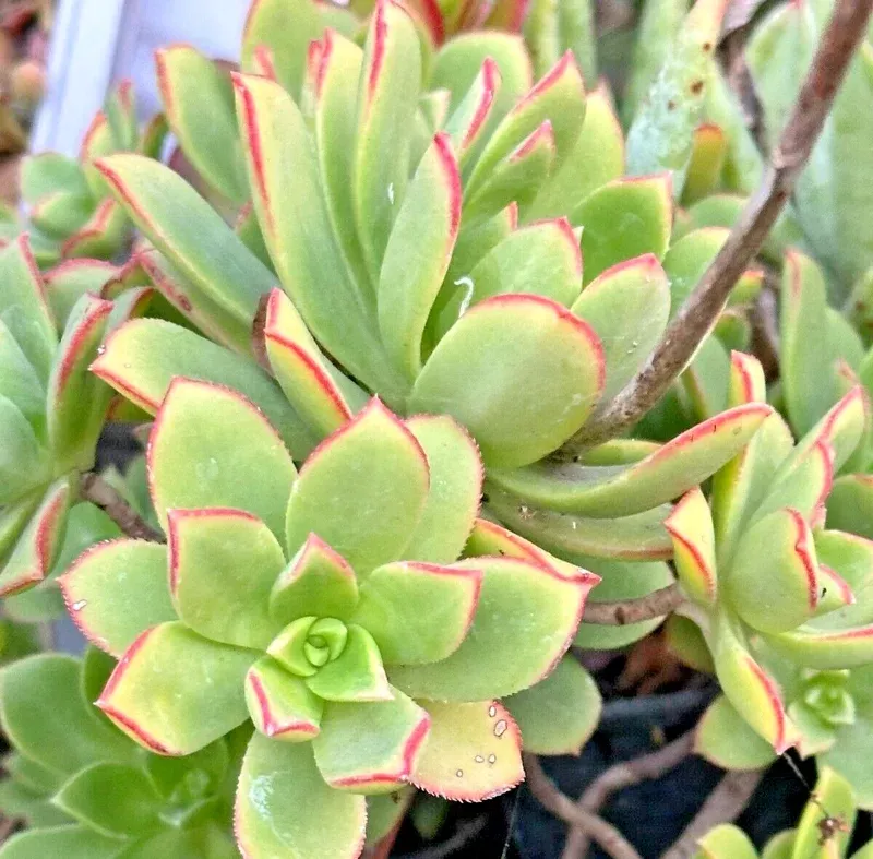 Aeonium Haworthii ‘Dream Color’ KIWI Variegated Succulent Live Plant 2 Inch Pot