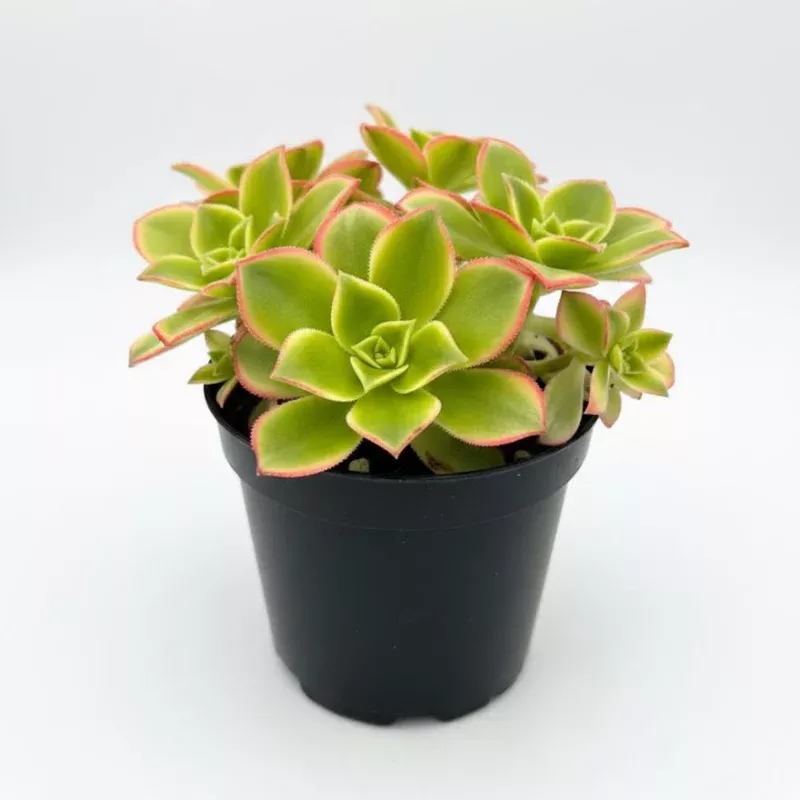 Aeonium Succulent Live Plant – Fully Rooted Houseplant for Indoor & Outdoor