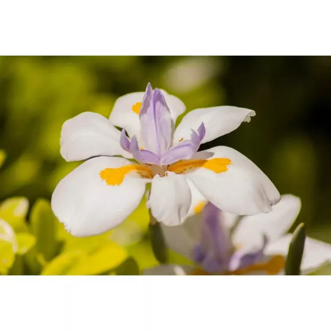 African Iris | Pixies Gardens