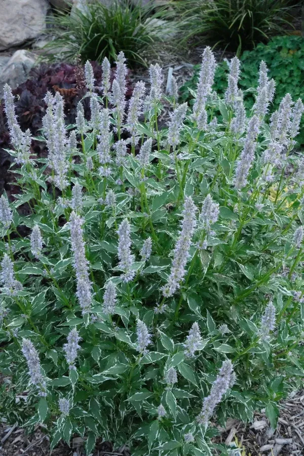 Agastache 'Crazy Fortune' PP 31,364