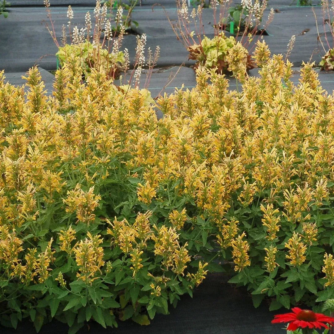 Agastache Poquito Series 'Butter Yellow' - [EG]