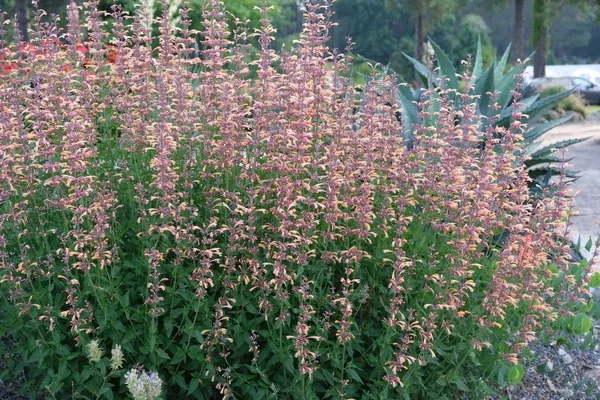 Agastache 'Queen Nectarine' PP 34,896