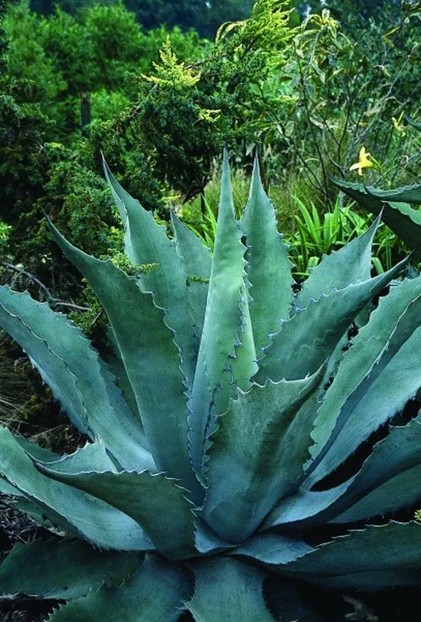 Agave macroculmis