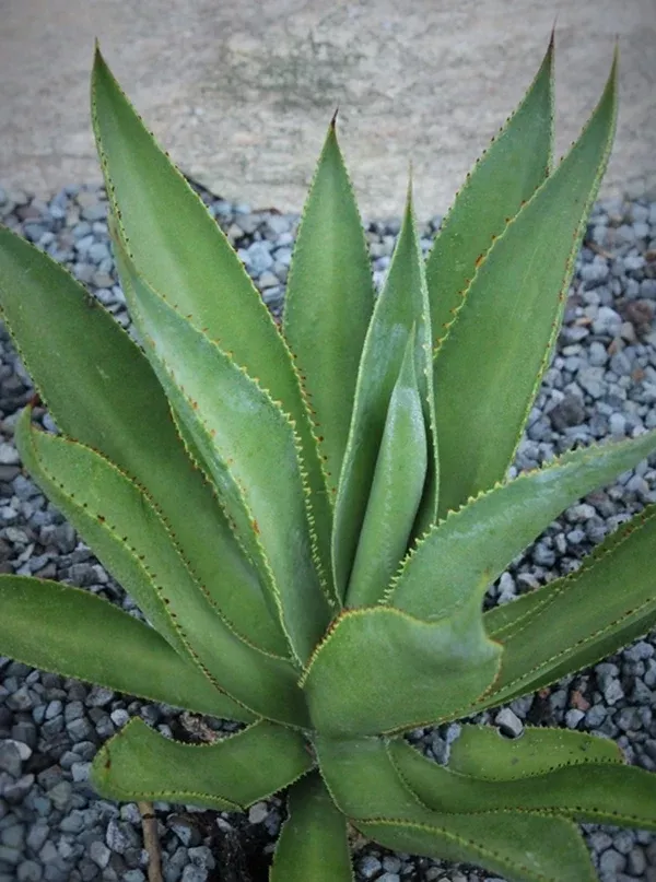 Agave mitis 'General Zaragoza'