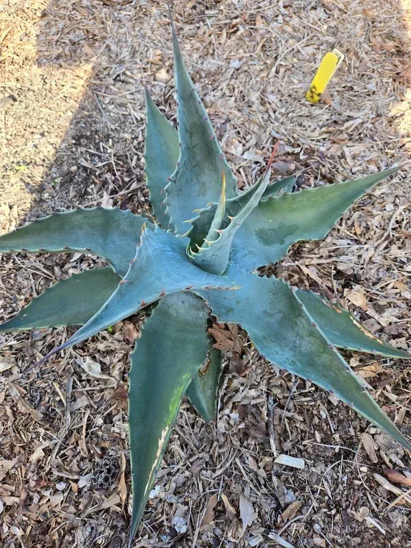 Agave sp. 'Azul Monterrey'
