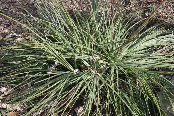 Agave striata ssp. falcata