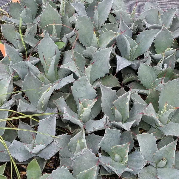 Agave temacapulinensis