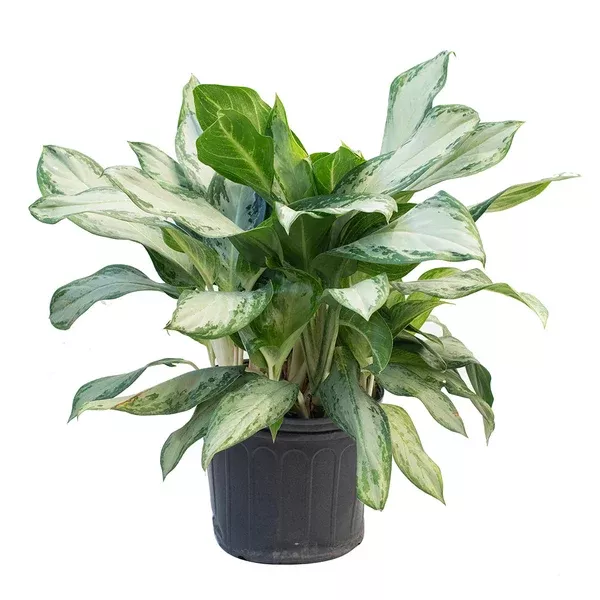 Aglaonema/Chinese Evergreen Golden Bay 10"