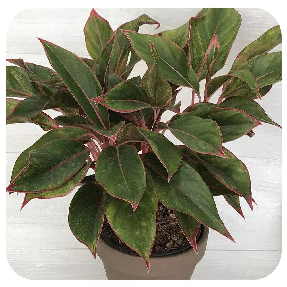 Aglaonema ‘Creta’ (Chinese Evergreen)