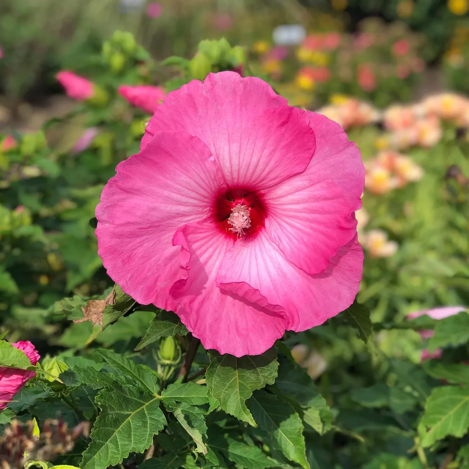 'Airbrush Effect' Rose Mallow (Hibiscus)