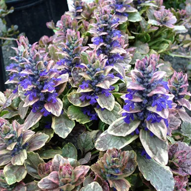 Ajuga 'Burgundy Glow'