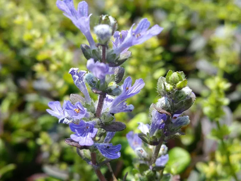 Ajuga Chocolate Chip Bugleweed Live Plant – Blue Flowers, Shade Ground Cover