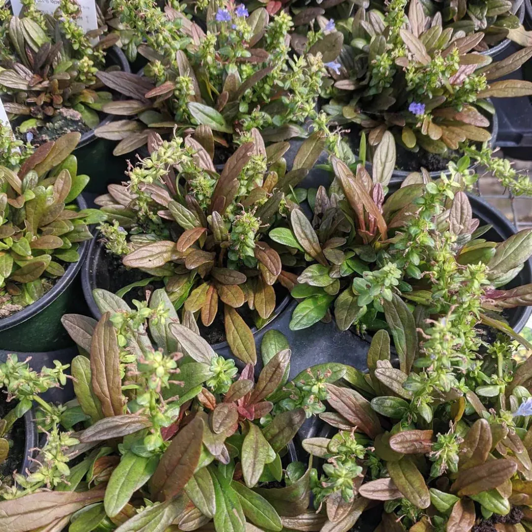 Ajuga Feathered Friends 'Fancy Finch' | Pixies Gardens
