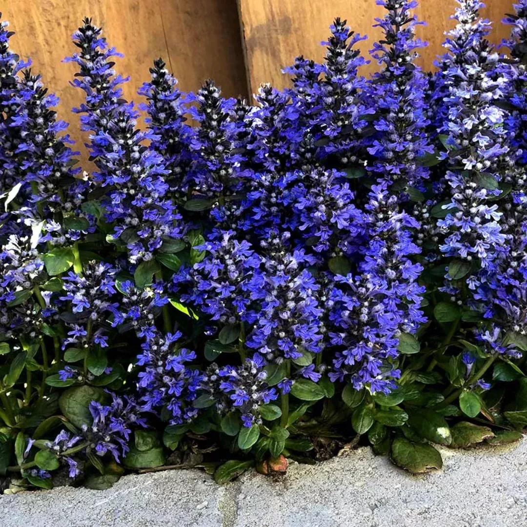 Ajuga Reptans Blueberry Muffin - [EG]
