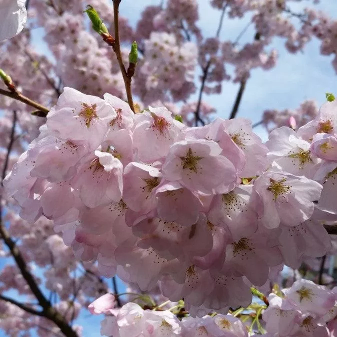 Akebono Flowering Cherry