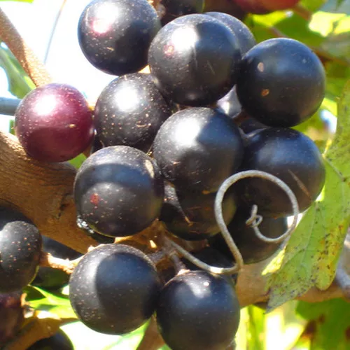 Alachua Muscadine Grape Vine