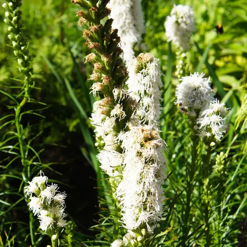 Alba Gayfeather
