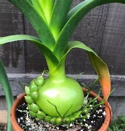 Albuca Bracteata Pregnant Onion Succulent Live Plant – 1 Rooted Plant – Rare Indoor Houseplant