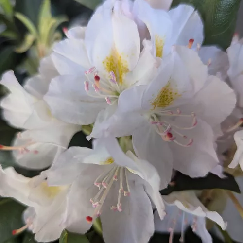 Album Rhododendron