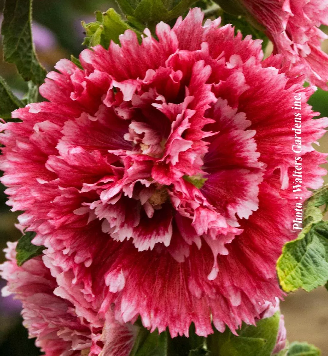 Alcea 'Fiesta Time'