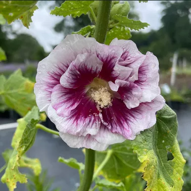 Alcea rosea 'Creme de Cassis'