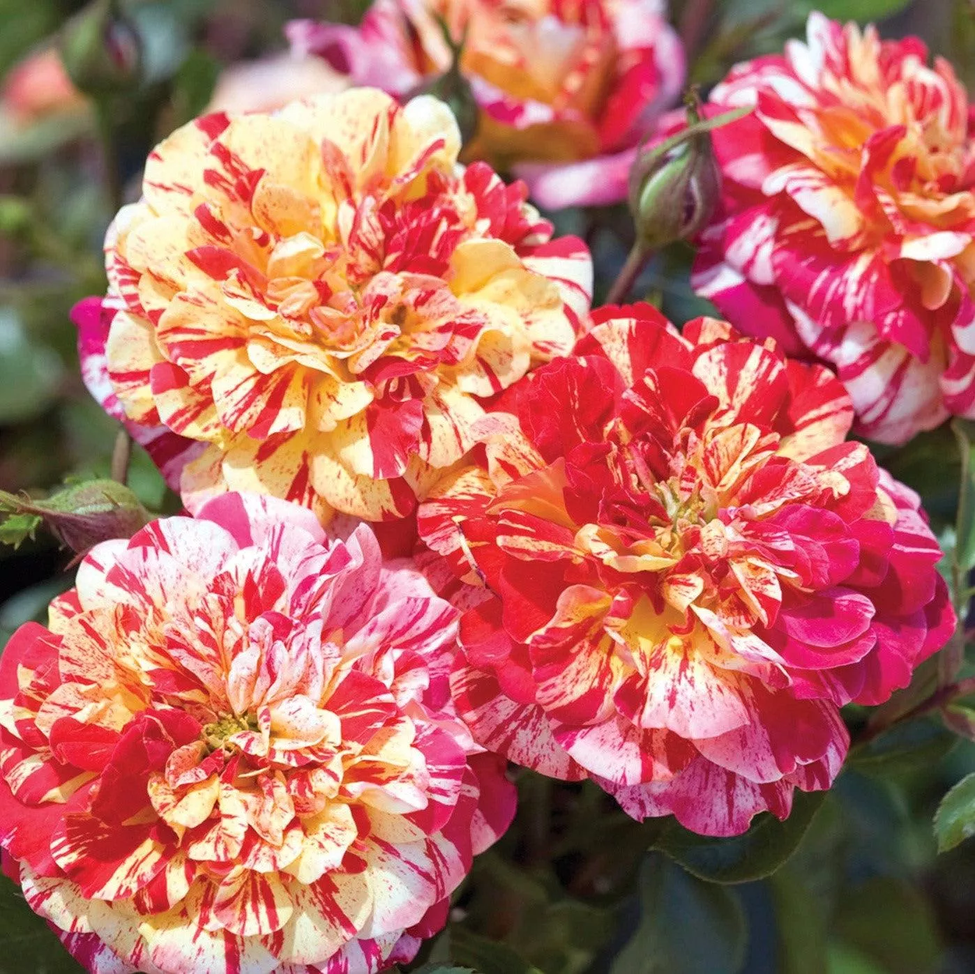 All American Magic™ Rose