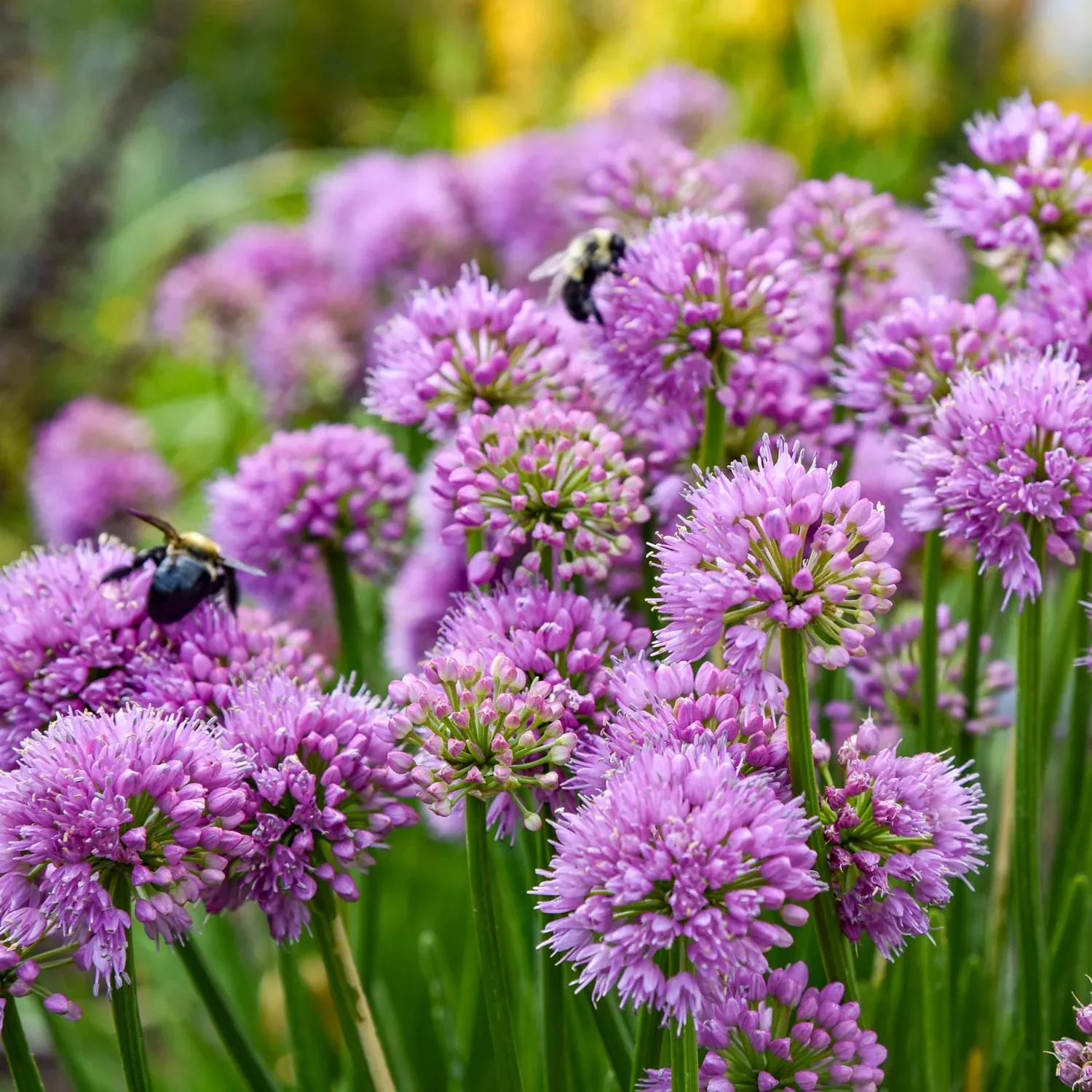 'All The Buzz' Allium