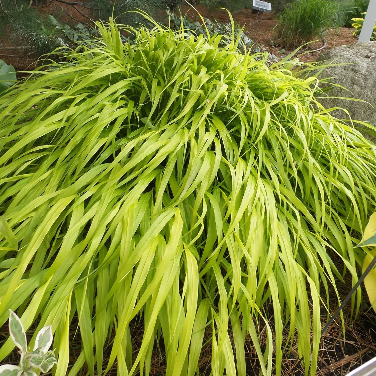 'All Gold' Japanese Forest Grass (Hakonechloa)