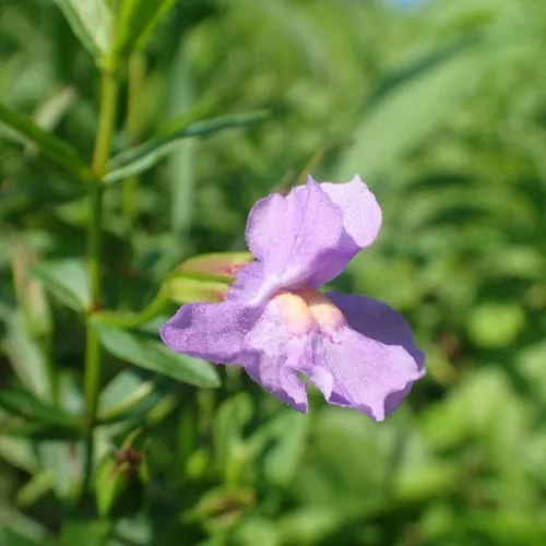 Allegheny Monkeyflower