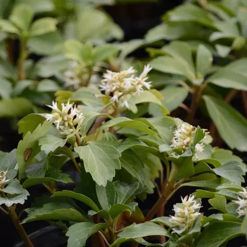 Allegheny Spurge
