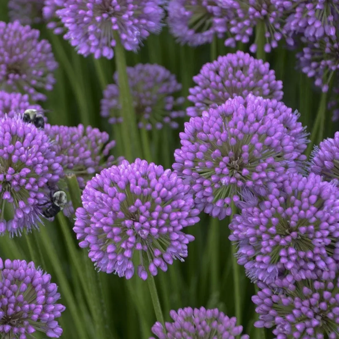 Allium 'Millenium' Ornamental Onion - [EG]