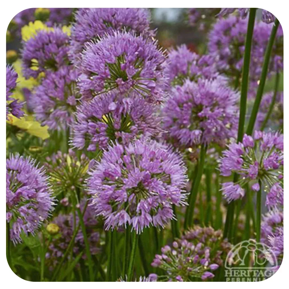 Allium 'Millenium’