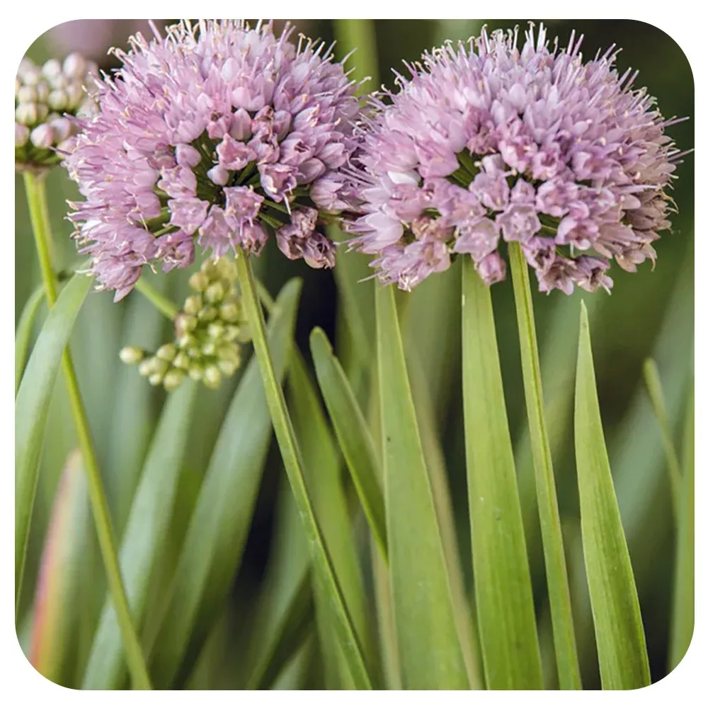 Allium 'Summer Peek-a-Boo'