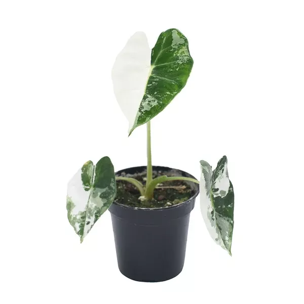 Alocasia/Frydek Variegated 4"
