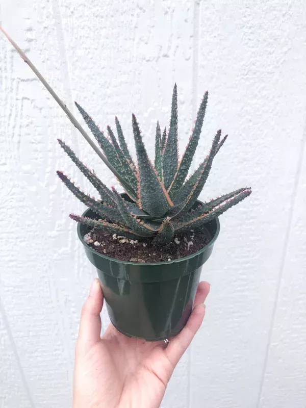 Aloe ‘Purple Haze’ Succulent Live Plant – 4 inch Potted Aloe Hybrid