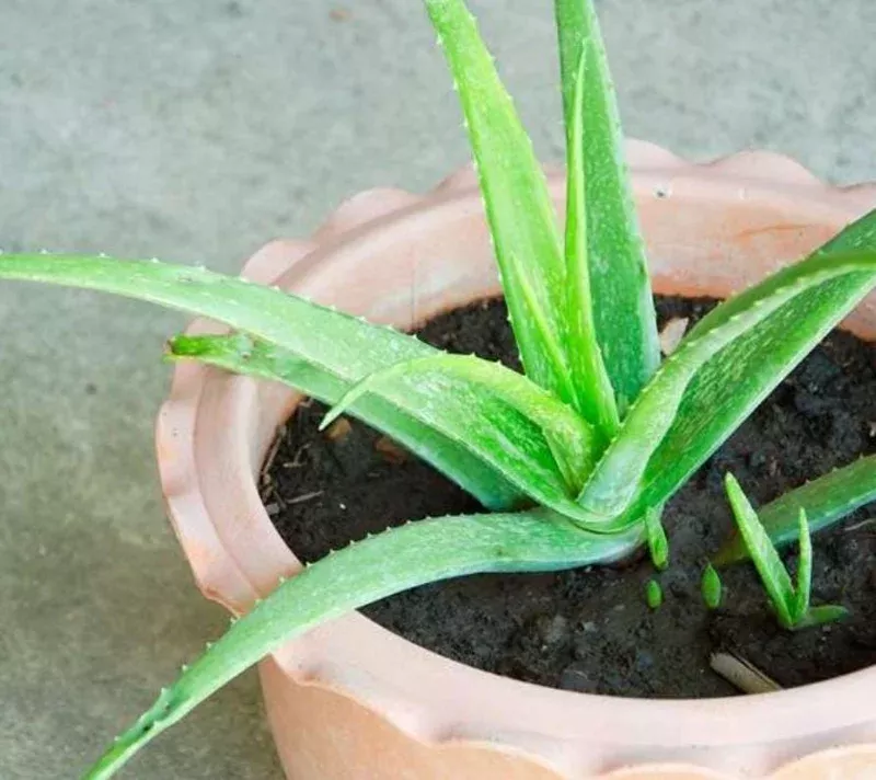 Aloe Vera Live Plant – Set of 2 Succulent Seedlings – 4 Inch Pots – Indoor/Outdoor