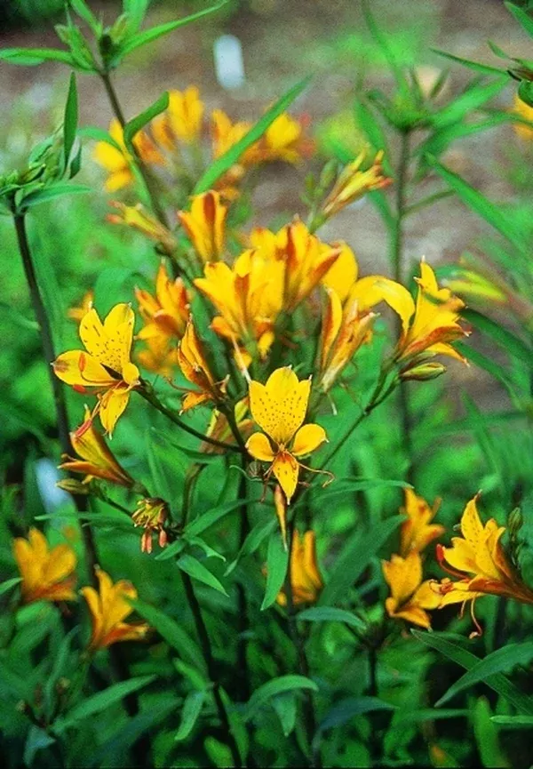 Alstroemeria 'Sweet Laura'