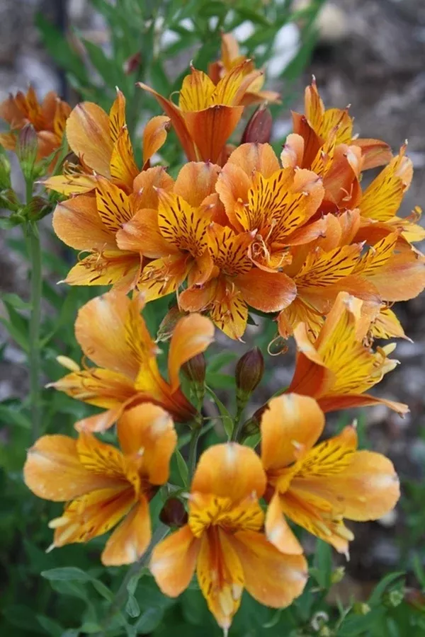 Alstroemeria 'The Third Harmonic'