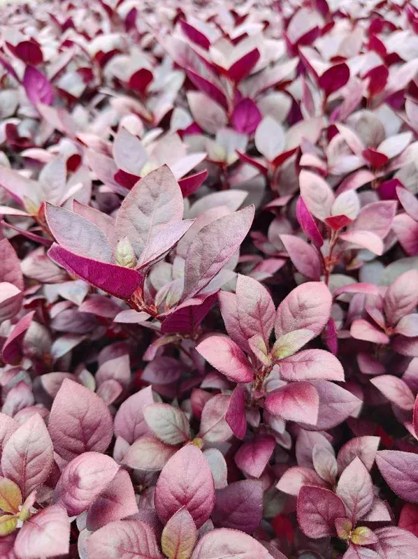 Alternanthera ‘Little Ruby’ Live Plant, 4-6″ Tall, Set of 2, Vibrant Ruby-Purple Foliage, Outdoor
