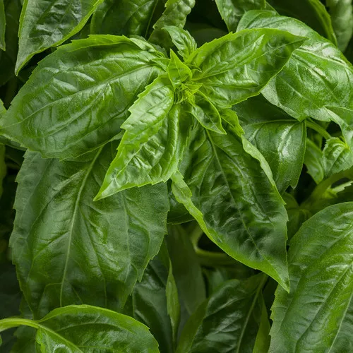 Amazel Basil