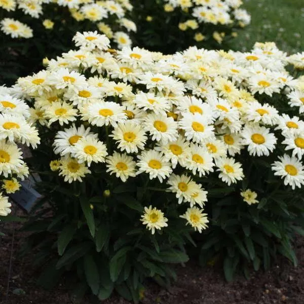 Amazing Daisies Banana Cream II Shasta Daisy